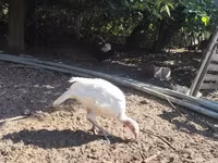 Turkeys — zdjęcie 1