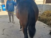 母马, Horses — 照片 6