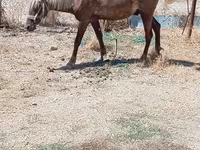 Chevaux (lot, sexe non indiqué), Chevaux — photo 4