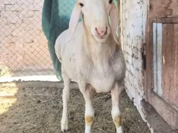 Carneiro, Rhon sheep