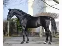 Pastuv, Nonius horse — fotografija 1