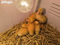 Ducks — photo 1