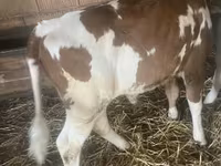 Bulle, Simmental cattle — Foto 2