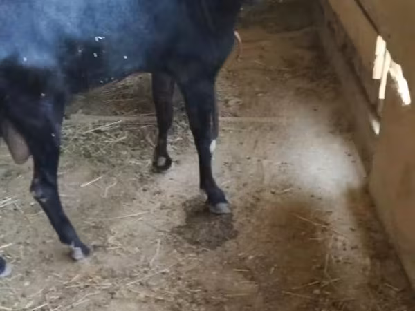 Echki, Alpine goat