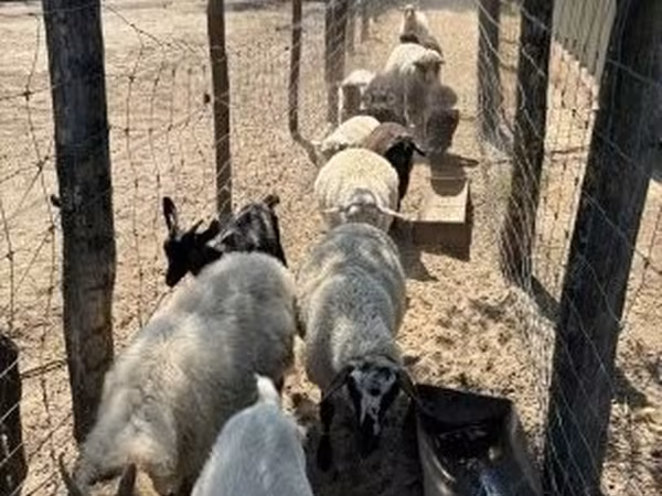 Brebis, Merino sheep