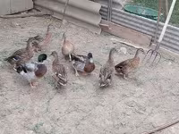 Ducks — fotografija 3