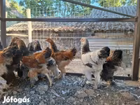 婆罗门鸡 — 照片 4