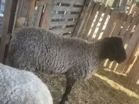 Carnero, Tsigai sheep — foto 1