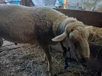 Ovan, Lacaune sheep — fotografija 1