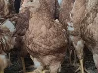 Chickens — foto 2