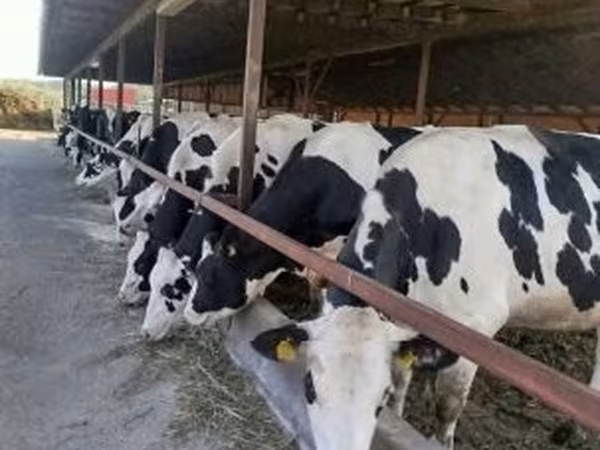 Vache, Race Holstein — Hongrie