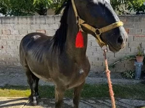 Cavalo, Nonius horse
