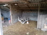 Geese — fotografija 1