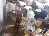 Cattle (batch, sex not specified), Simmental cattle — photo 2