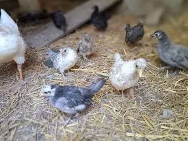 Chickens