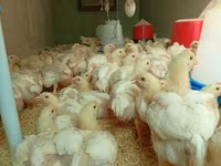 Chickens — zdjęcie 1