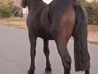 حصان, Friesian — الصورة 3