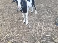बकरी, Alpine goat — फ़ोटो 5