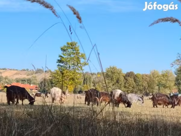 母牛, Hungarian Grey breed