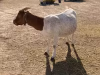 Koza, Boer goat — zdjęcie 3