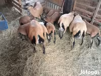 نعجة, Cameroon sheep — الصورة 4