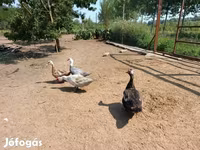 Ducks — 照片 6