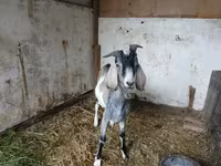 Jarac, Nubian Goat — fotografija 1