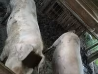 मादा सूअर, Крупная белая — फ़ोटो 1