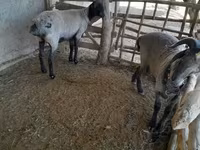 أغنام (دفعة، الجنس غير محدد), Merino sheep — الصورة 6