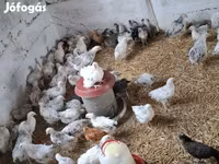 Chickens — fotografija 5