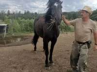 فرس, Međimurje horse — الصورة 2