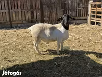 Widder, Dorper sheep — Foto 4