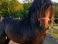 Hengst, Hungarian horse breed — Foto 1
