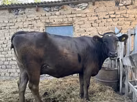 Krava, Swiss cattle — fotografija 2