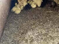 Ducks — الصورة 4