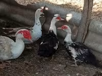 Ducks — fotografija 7