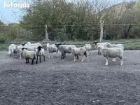 公羊, White Suffolk sheep — 照片 1