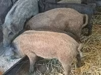 Cerdos (lote, sexo no especificado), Мангалица — foto 3