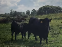 Vaca, Swiss cattle — foto 1