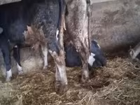 公牛, Russian Black pied cattle — 照片 6