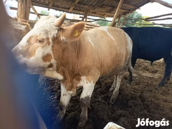 Byk, Simmental cattle
