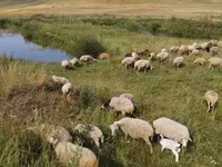 Вівця, Balbas sheep — фото 3