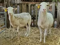 Qoʻchqor, Cameroon sheep — 4-rasm