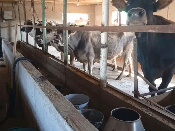 Vaca, Raza Alatau