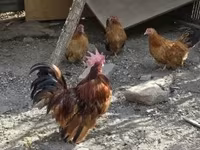 Chickens — foto 2