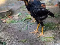 Australijska pit borbena kokoš — fotografija 3