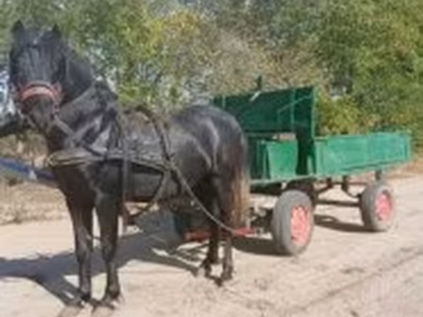 Caballo, Caballos