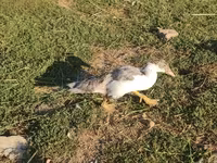 Ducks — foto 4