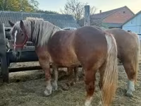 فرس, Hungarian horse breed — الصورة 2