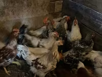 Chickens — Foto 3
